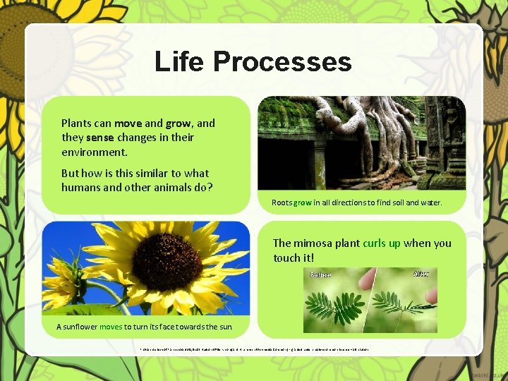 Life Processes Plants can move and grow, and they sense changes in their environment.