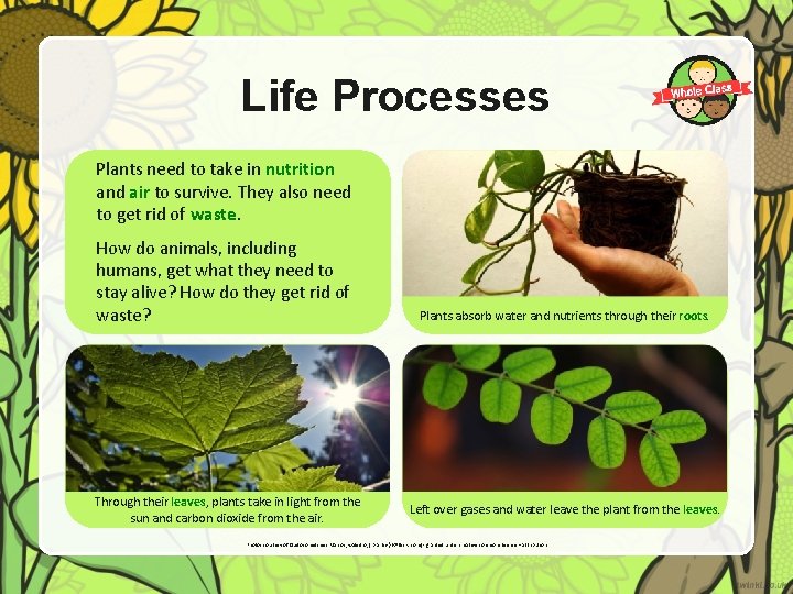 Life Processes Plants need to take in nutrition and air to survive. They also