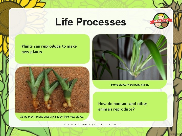 Life Processes Plants can reproduce to make new plants. Some plants make baby plants.