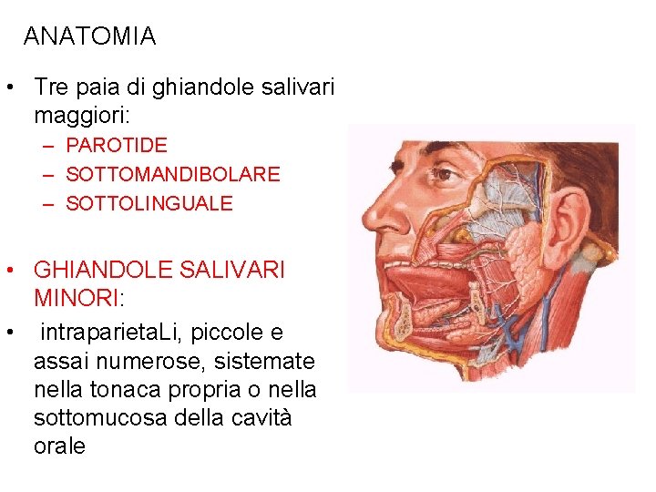 ANATOMIA • Tre paia di ghiandole salivari maggiori: – PAROTIDE – SOTTOMANDIBOLARE – SOTTOLINGUALE