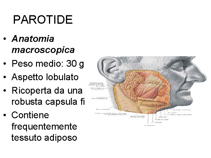PAROTIDE • Anatomia macroscopica • Peso medio: 30 gr. • Aspetto lobulato • Ricoperta