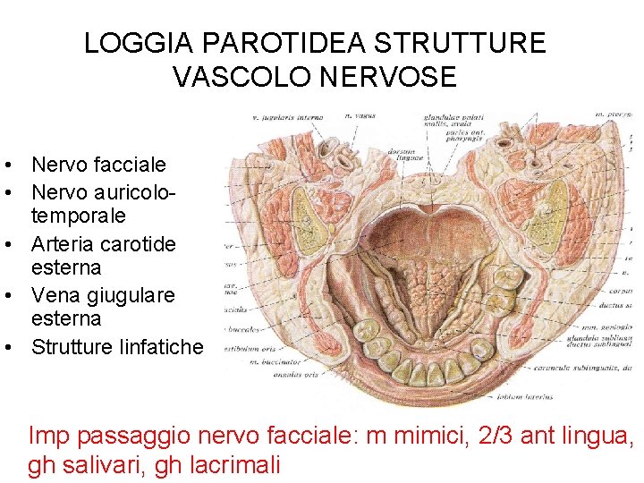 LOGGIA PAROTIDEA STRUTTURE VASCOLO NERVOSE • Nervo facciale • Nervo auricolotemporale • Arteria carotide