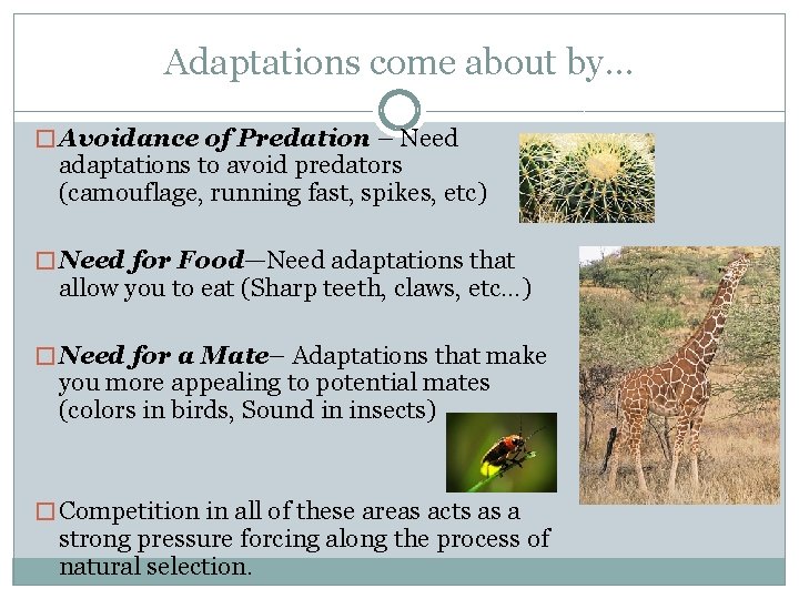 Adaptations come about by… � Avoidance of Predation – Need adaptations to avoid predators