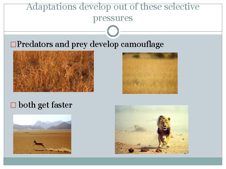 Adaptations develop out of these selective pressures �Predators and prey develop camouflage � both