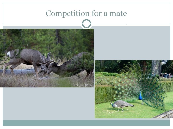 Competition for a mate 