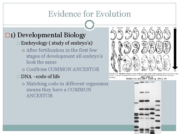 Evidence for Evolution � 1) Developmental Biology � Embryology ( study of embryo’s) After