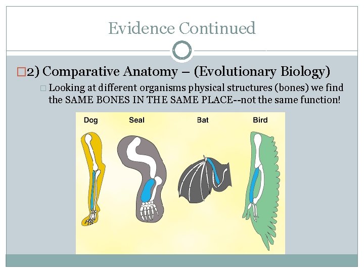 Evidence Continued � 2) Comparative Anatomy – (Evolutionary Biology) � Looking at different organisms
