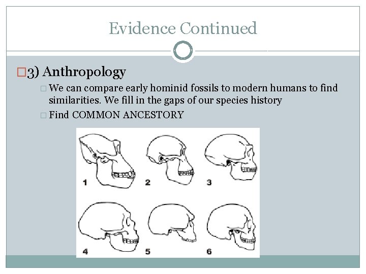 Evidence Continued � 3) Anthropology � We can compare early hominid fossils to modern