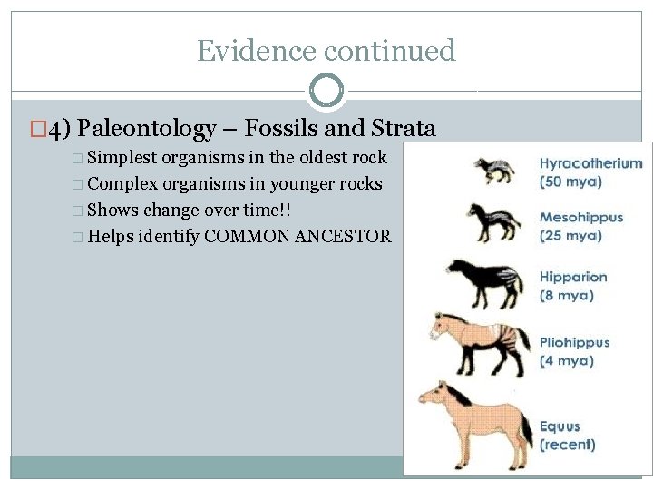 Evidence continued � 4) Paleontology – Fossils and Strata � Simplest organisms in the