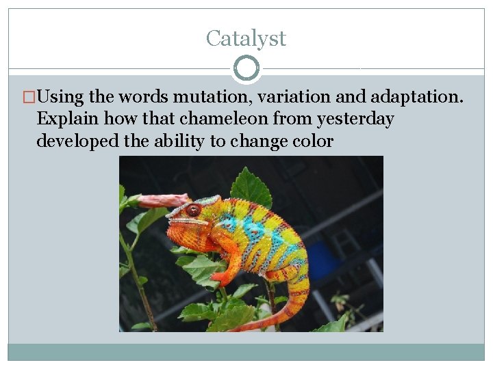 Catalyst �Using the words mutation, variation and adaptation. Explain how that chameleon from yesterday