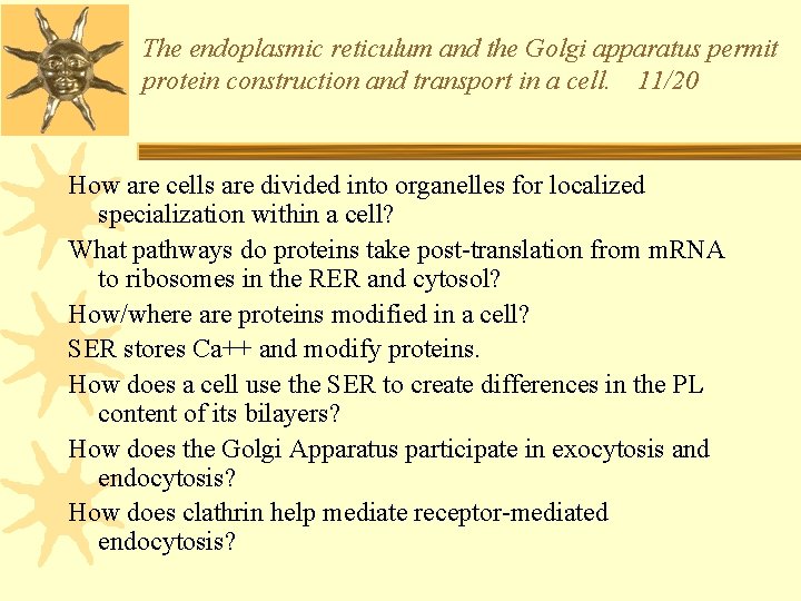 The endoplasmic reticulum and the Golgi apparatus permit protein construction and transport in a