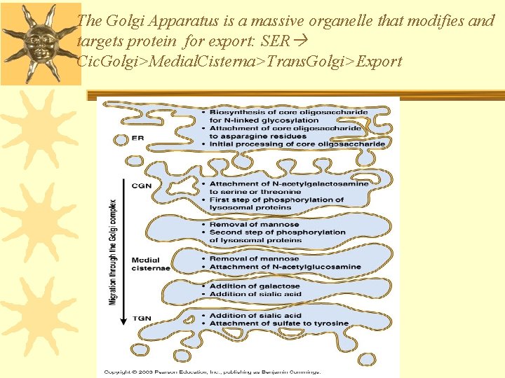 The Golgi Apparatus is a massive organelle that modifies and targets protein for export: