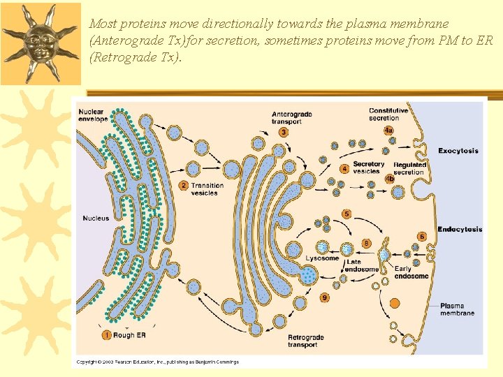 Most proteins move directionally towards the plasma membrane (Anterograde Tx)for secretion, sometimes proteins move