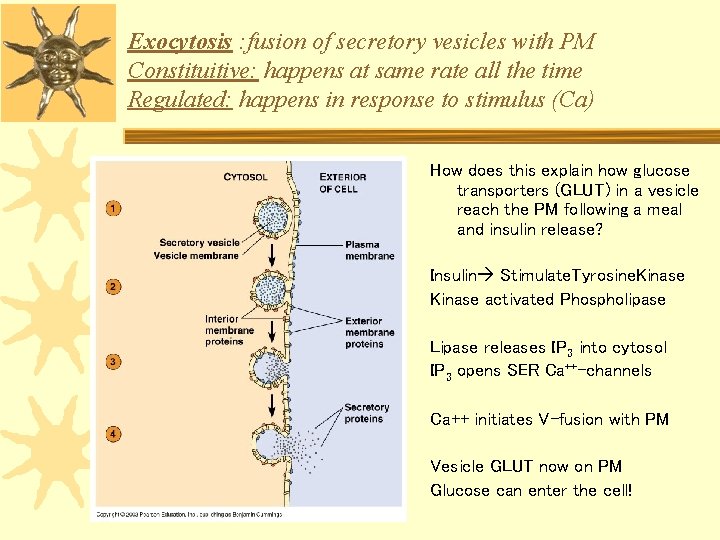 Exocytosis : fusion of secretory vesicles with PM Constituitive: happens at same rate all