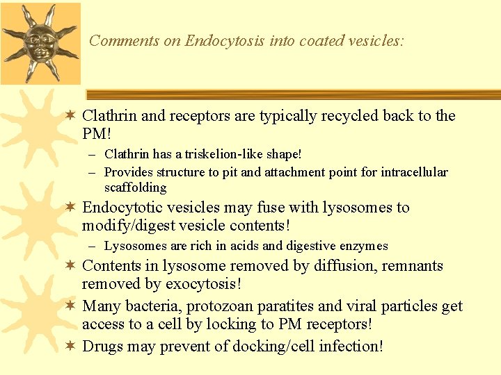 Comments on Endocytosis into coated vesicles: ¬ Clathrin and receptors are typically recycled back