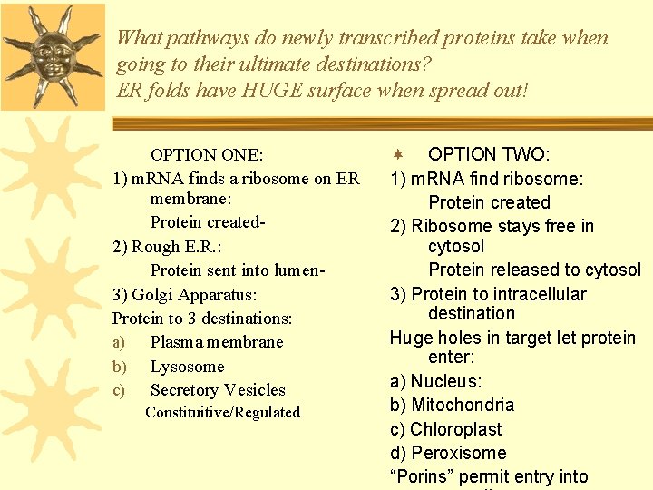 What pathways do newly transcribed proteins take when going to their ultimate destinations? ER