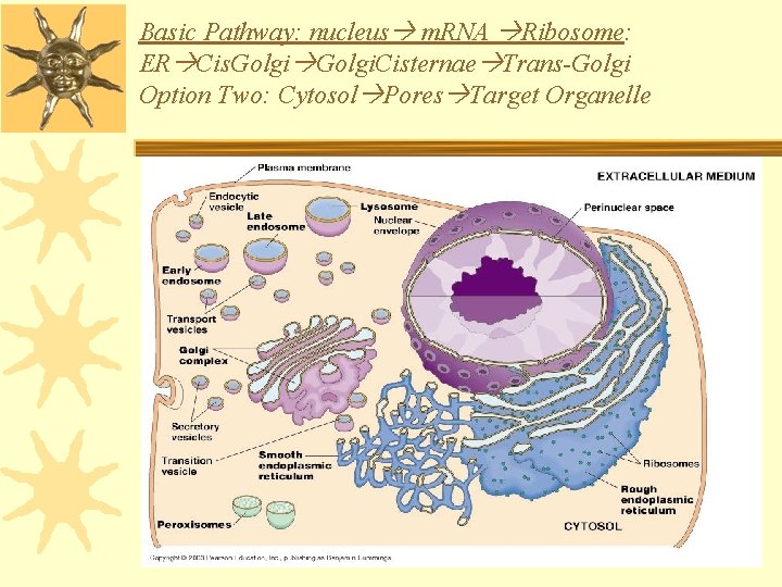 Basic Pathway: nucleus m. RNA Ribosome: ER Cis. Golgi. Cisternae Trans-Golgi Option Two: Cytosol