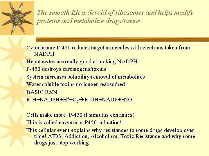 The smooth ER is devoid of ribosomes and helps modify proteins and metabolize drugs/toxins.