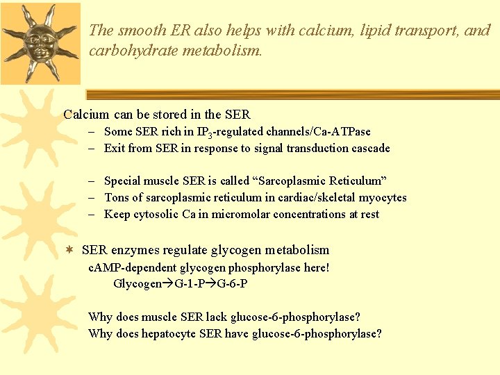 The smooth ER also helps with calcium, lipid transport, and carbohydrate metabolism. Calcium can