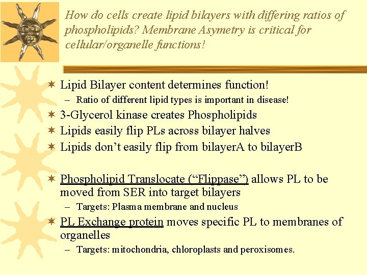 How do cells create lipid bilayers with differing ratios of phospholipids? Membrane Asymetry is