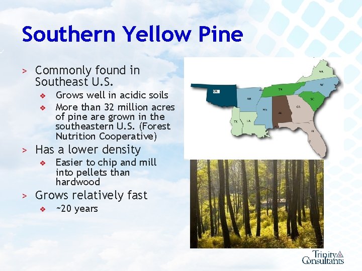 Southern Yellow Pine > Commonly found in Southeast U. S. v v Grows well