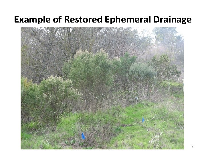 Example of Restored Ephemeral Drainage 14 