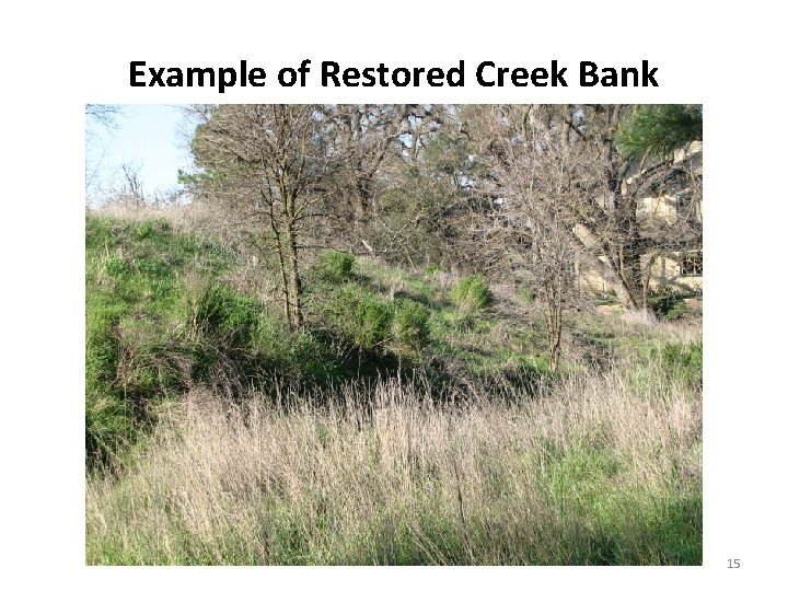 Example of Restored Creek Bank 15 