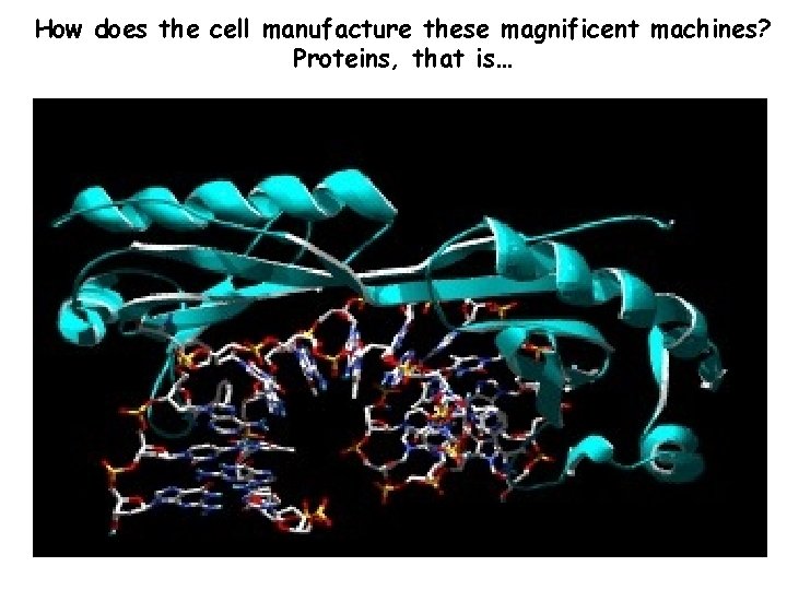 How does the cell manufacture these magnificent machines? Proteins, that is… 