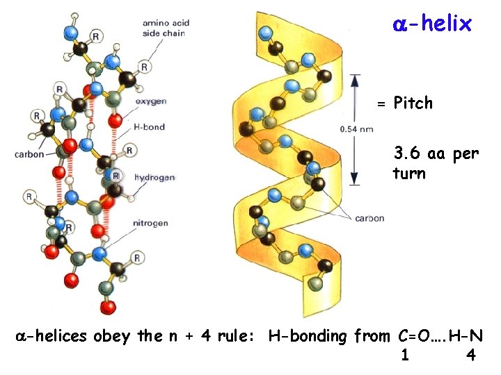  -helix = Pitch 3. 6 aa per turn -helices obey the n +