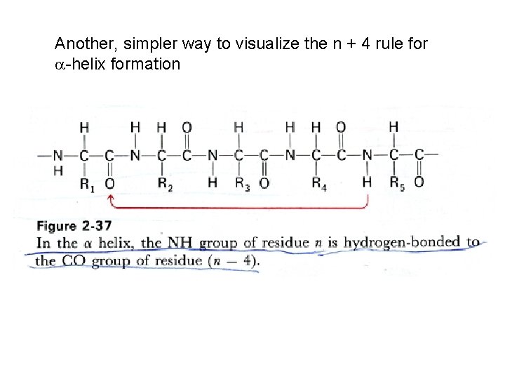 Another, simpler way to visualize the n + 4 rule for -helix formation 