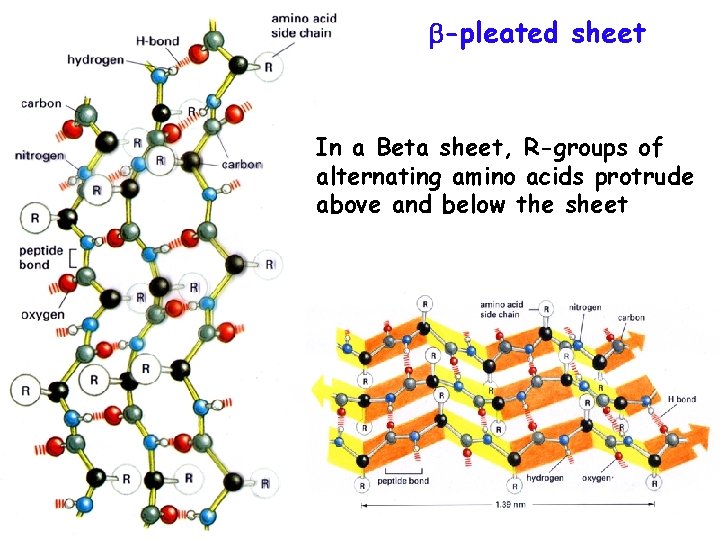  -pleated sheet In a Beta sheet, R-groups of alternating amino acids protrude above