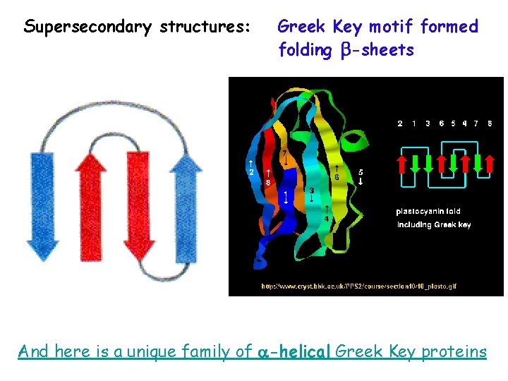 Supersecondary structures: Greek Key motif formed folding -sheets And here is a unique family