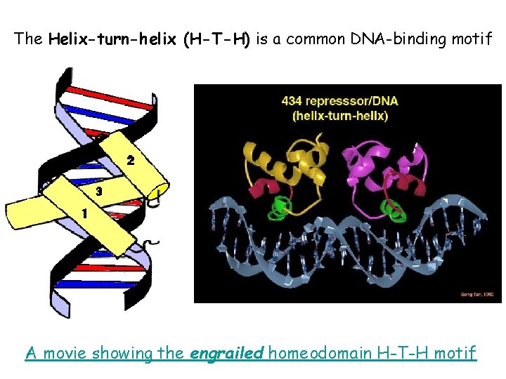 The Helix-turn-helix (H-T-H) is a common DNA-binding motif A movie showing the engrailed homeodomain