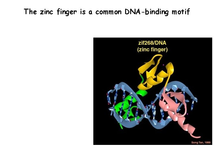 The zinc finger is a common DNA-binding motif 