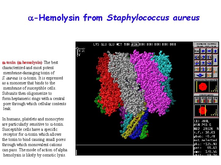  -Hemolysin from Staphylococcus aureus -toxin ( -hemolysin) The best characterized and most potent