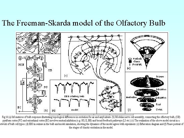 The Freeman-Skarda model of the Olfactory Bulb 