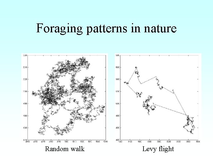Foraging patterns in nature Random walk Levy flight 