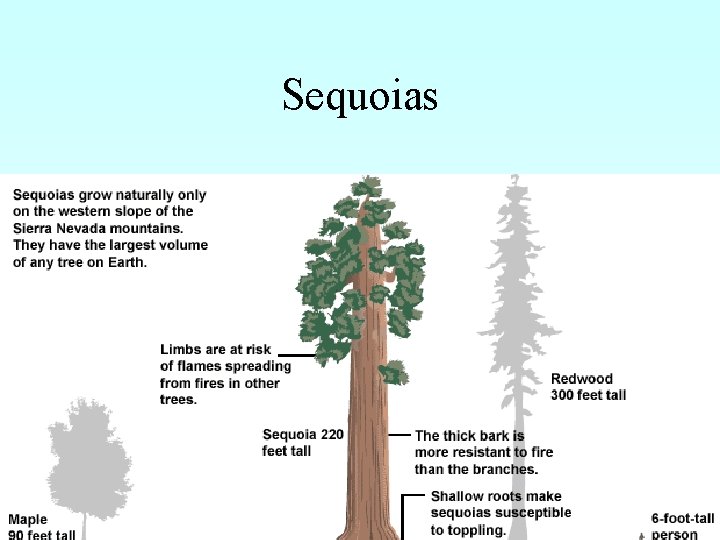 Sequoias 