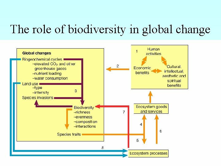 The role of biodiversity in global change 