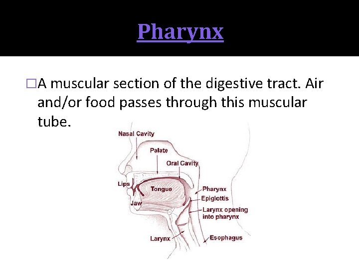 Pharynx �A muscular section of the digestive tract. Air and/or food passes through this
