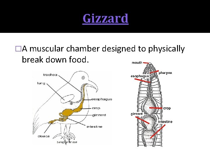 Gizzard �A muscular chamber designed to physically break down food. 