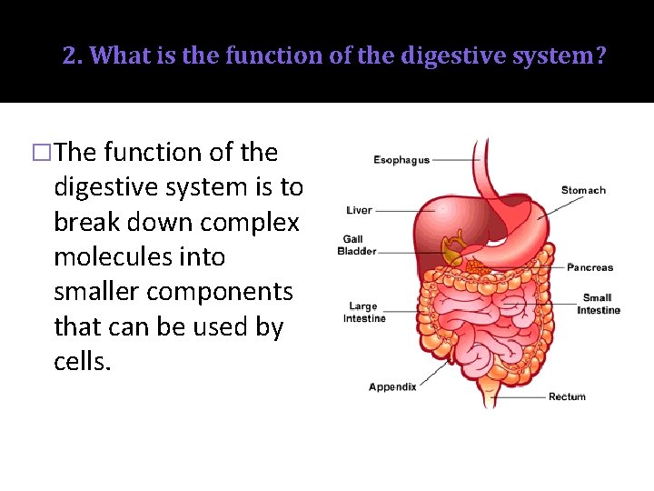 2. What is the function of the digestive system? �The function of the digestive