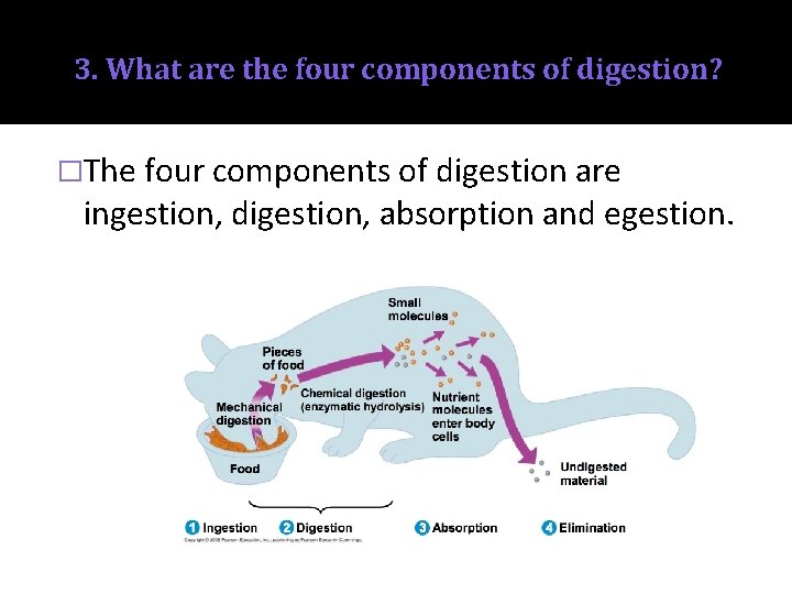 3. What are the four components of digestion? �The four components of digestion are