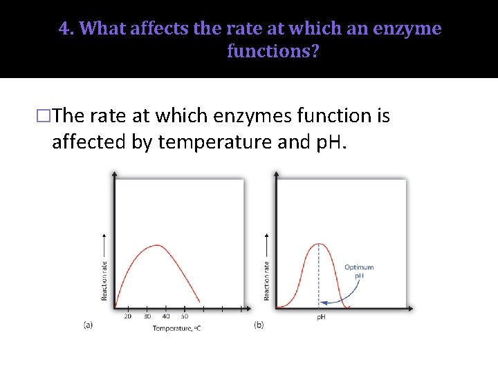 4. What affects the rate at which an enzyme functions? �The rate at which