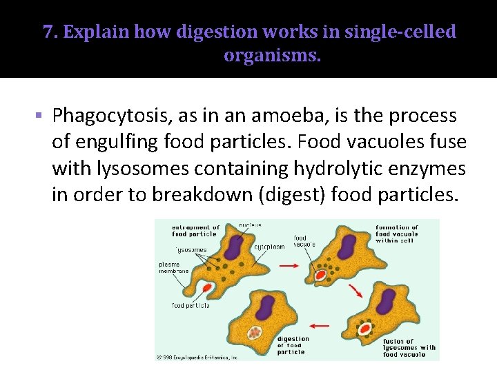 7. Explain how digestion works in single-celled organisms. § Phagocytosis, as in an amoeba,