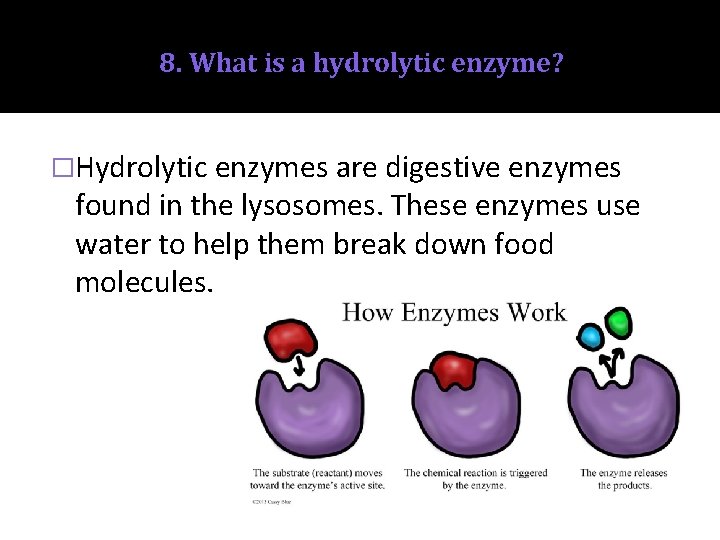 8. What is a hydrolytic enzyme? �Hydrolytic enzymes are digestive enzymes found in the