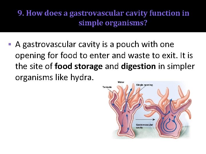 9. How does a gastrovascular cavity function in simple organisms? § A gastrovascular cavity