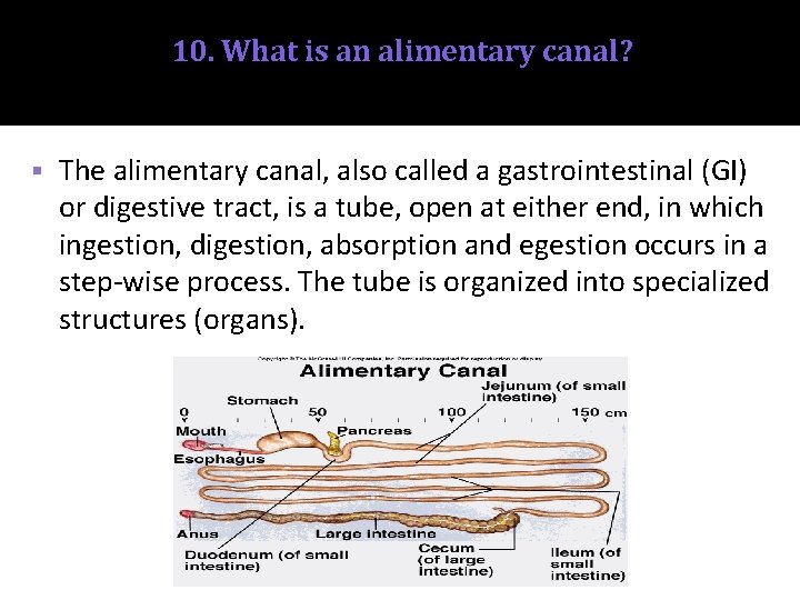 10. What is an alimentary canal? § The alimentary canal, also called a gastrointestinal