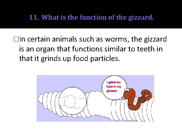 11. What is the function of the gizzard. �In certain animals such as worms,