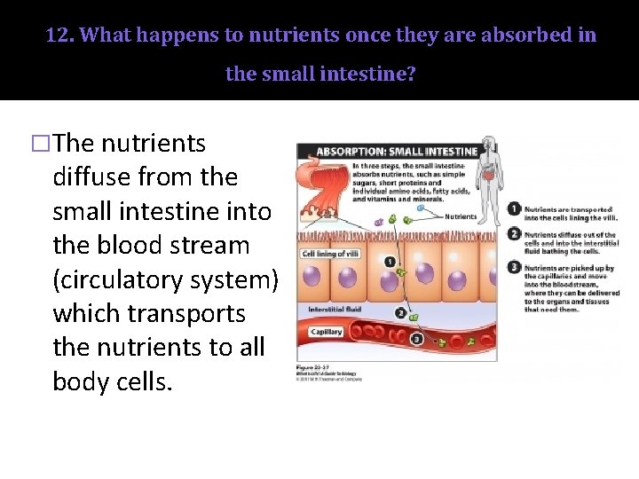 12. What happens to nutrients once they are absorbed in the small intestine? �The